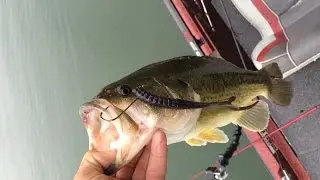 Early Summer Bass Fishing