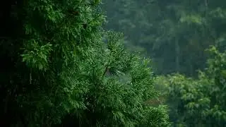 Forest Rain - Gentle Violin Music for Relaxation, Reading & Focus