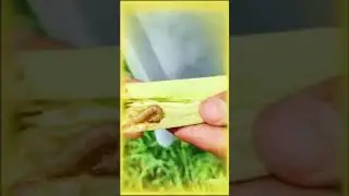 Fall Armyworm (FAW) Feeding Behavior |#CreepyCrawlies #insectphotography #Insectlife|