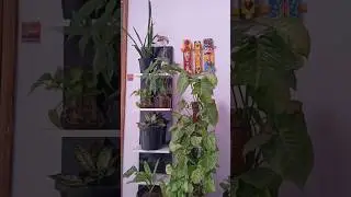 #plantperfect #plantcare #plantcaretips #youtube #uttarakhand #youtubeshorts #gardening #garden
