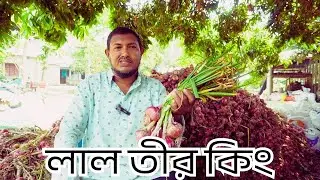 লালতীর কিং পেঁয়াজ শতাংশে ফলন তিন মন I Onion Lal Teer King I Lal teer Seed Ltd.