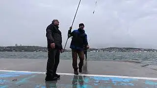 Akşam Suyuna İstavrit Avı #balıkavı #fishing #balık