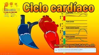 CICLO CARDÍACO fácil explicación | Ciclo cardíaco fisiología | Ciclo cardíaco fases