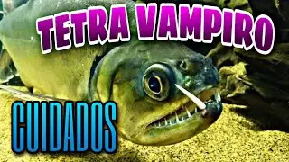 Cuidados del Tetra vampiro |Payara (Hydrolycus scomberoides)