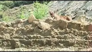 Tiger spoted at sathupally JVR coal Mine.