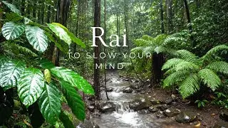 Night Forest Rain Sounds Pure Nature Ambience for Deep Sleep Calm Mind