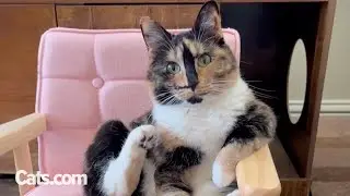 The Cat Distribution System Gave Her A Smiling Cat In Her Saddest Times 🥹 | The Cat Chronicles