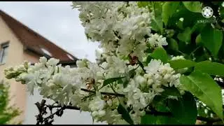 White Lilac flower | Flieder | GermanPinay Family