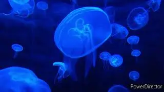 JELLYFISH. Life under water. МЕДУЗА ЖИЗНЬ ПОД ВОДОЙ