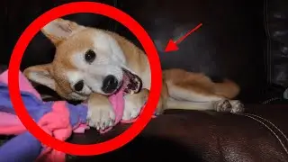 Как отучить щенка грызть мебель, обувь и одежду?