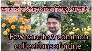 Easiest way to get more flowers and my rare collection।। রঙ্গিন গোলাপের সমাহার আমার ছাদ বাগান থেকে।।