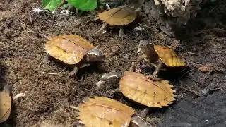 Black-breasted Leaf Turtle (Geoemyda spengleri) Juvenile Group Cricket Feeding