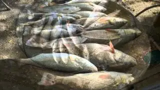Fish or Die