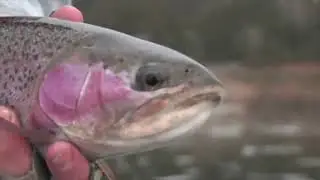 Gavin Hurley fly fishing in Great Lake, Tasmania...