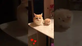 Cute Mom cat and baby kitten #shorts #babyanimals #cute #cat #baby #love #bunny