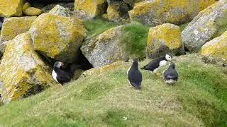 Puffins on the Shiant Isles - Sail Scotland