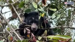 🐻 CAR hace llamado al cuidado y protección de un oso andino