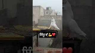 Kabutar bazi video song punjabi stutes video sidhu Bathinda ik shonk kabutar bazi da ❤️💪🕊