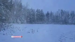 EpicWave - Snowfall Dreams