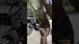 Iguanaland vines are Angus approved 👍 #cubanrockiguana #rockiguana #iguana #reptile #lizard