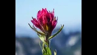 2019-07-29 Paradise Glacier And Golden Gate Trails at Mount Rainier
