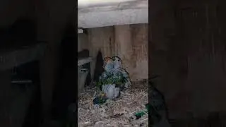 bentar lagi panen😍 #lovebirds #burungnuri #breeding