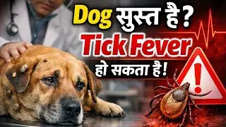 Dog सुस्त है? Tick Fever हो सकता है!Tick Fever❌️ #petcare #dogcare @VetTipsByAshish 