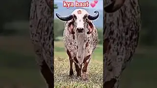 gay ka Khubsurat shots💞#cow #bull #gaumata #gir #cows #ytshorts #sorts #shortsfeed
