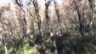 Caccia alla beccaccia con spinone italiano