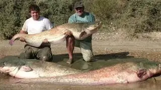 Carp and Catfish fishing in Spain's river Ebro - The Ebro Expert 'Colin Bunn'