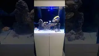 Juwel Lido 200 Wei&szlig; Meerwasseraquarium little Update
