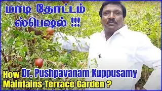 மாடி தோட்டம் பராமரிப்பது எப்படி ? | Terrace garden maintenance by Dr.Pushpavanam Kuppusamy | Anitha
