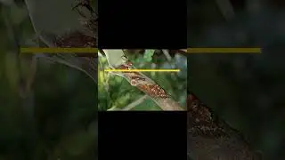 citrus diseases #biology #plantdisease  #infectiousdisease #farming#citrus #plantdiseases