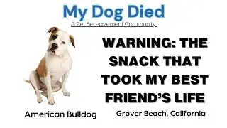 My Dog Understood Sign Language&hellip; Then One Chocolate Mistake Took Him From Me