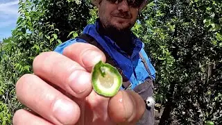 Awesome New Food Crop Discovery | Eating Green Immature Almonds With The Hull ?!?