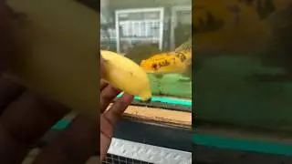 ANTARA KUNING PISANG DAN KUNING MARU #channa #ikan #channaauranti #aquarium #snakehead #channa
