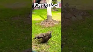 Blue peafowl#dubai#wild life#animals #tourist attractions# #explore #Indian blue peafowl#video-viral