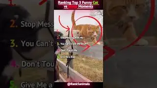 Ranking Top 5 Funny Cat vs Horse Moments  #shorts #cat #horse #animals