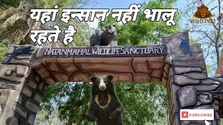 ratanmahal sloth bear sanctuary | ratanmahal forest gujarat #wildlife #bear #forest #nature #gujrat 
