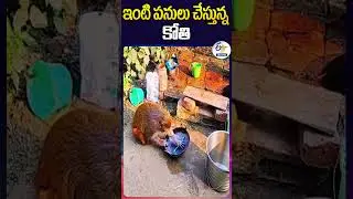ఇంటి పనులు చేస్తున్న కోతి