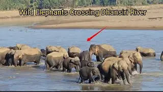 Wild Elephants Crossing Dhansiri River✌️🤩 || Assam India ||