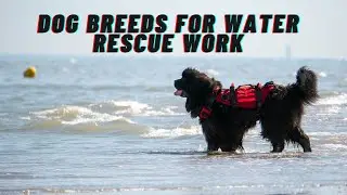 The Best Dog Breeds for Water Rescue Work