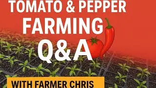 Tomato & Pepper Farming Q&A; Nursery Tips, Soil pH, Fertilizer & Watering Explained