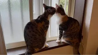 すごい寝相から始まる、メイの1日😽