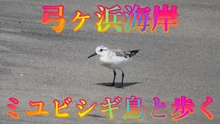 真夏 8月23日 金曜 晴れ 熱中症警戒アラート 弓ヶ浜海岸 ミユビシギ鳥と歩く 日本 鳥取県米子市富益町 弓ヶ浜海岸 @WalkingYoshi