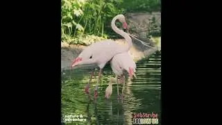 Flamingos Mating Dance | The Beauty of Love Music #shorts