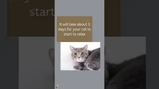What is the 3-3-3 rule for cats?