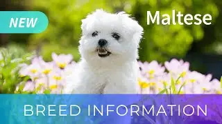 Maltese | Dog Breed Information