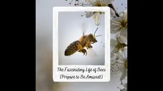 More Than Honey: Discover the Unseen World of Bees