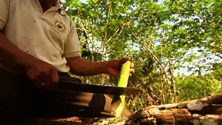 Floripondio (Toe, Brugmansia, Guando, Maliqaua) ceremony preparation with shuar shaman Don Avelino